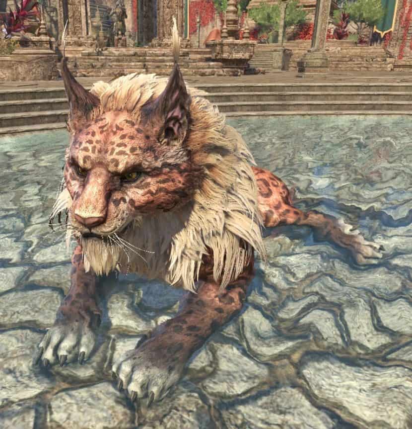 khajit senche raht